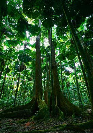 Daintree Rainforest