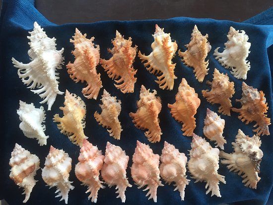 Sea Shell Collection by Argonauta Boracay