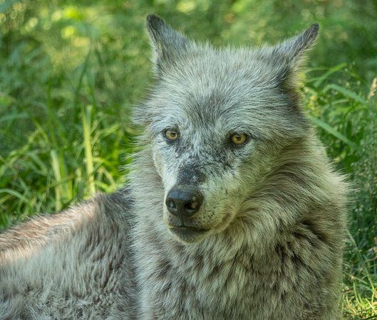 Haliburton Forest Wolf Centre