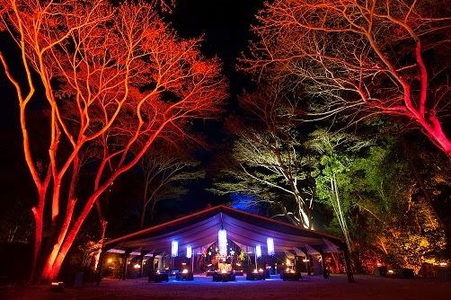 Flames Of The Forest