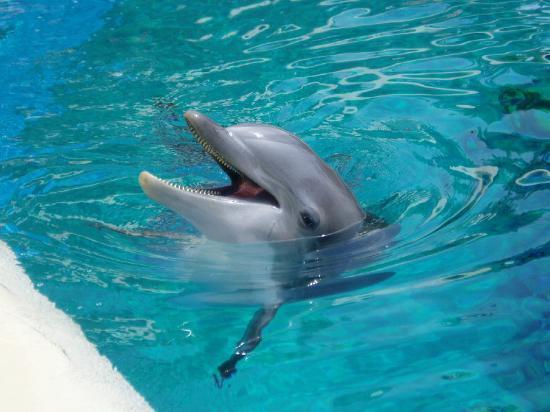 Siegfried & Roy's Secret Garden and Dolphin Habitat