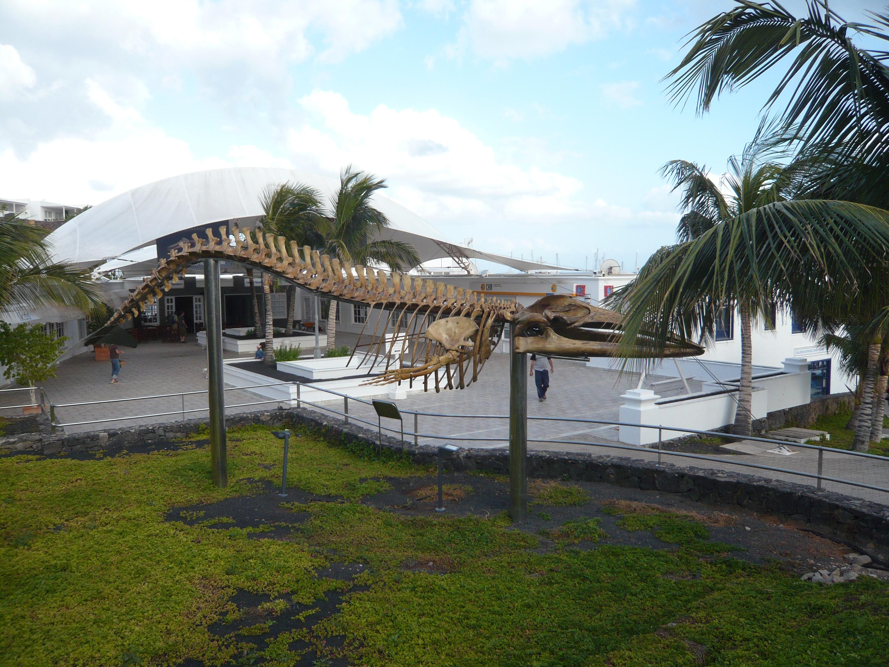 Museo de Cetaceos de Canarias