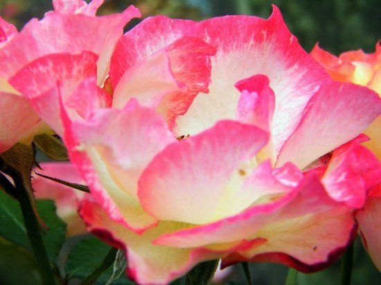 Joan Williamson Rose Garden