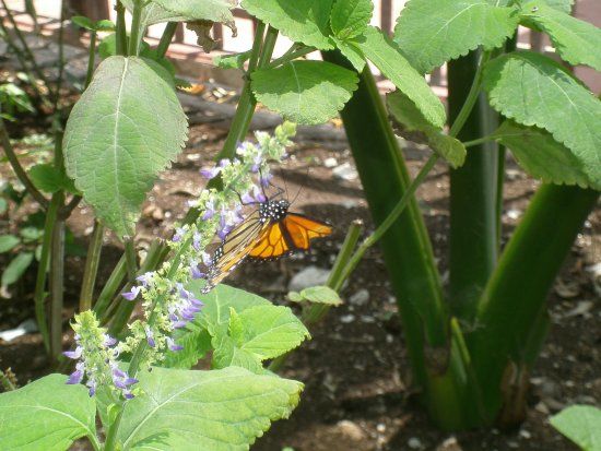 Cozumel Butterfly & Botanical Gardens