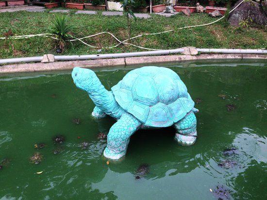 The Live Turtle and Tortoise Museum