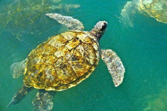 Cayman Turtle Centre