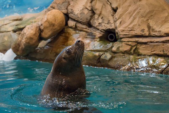 Jenkinson's Aquarium